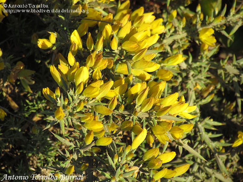 Ulex Densus